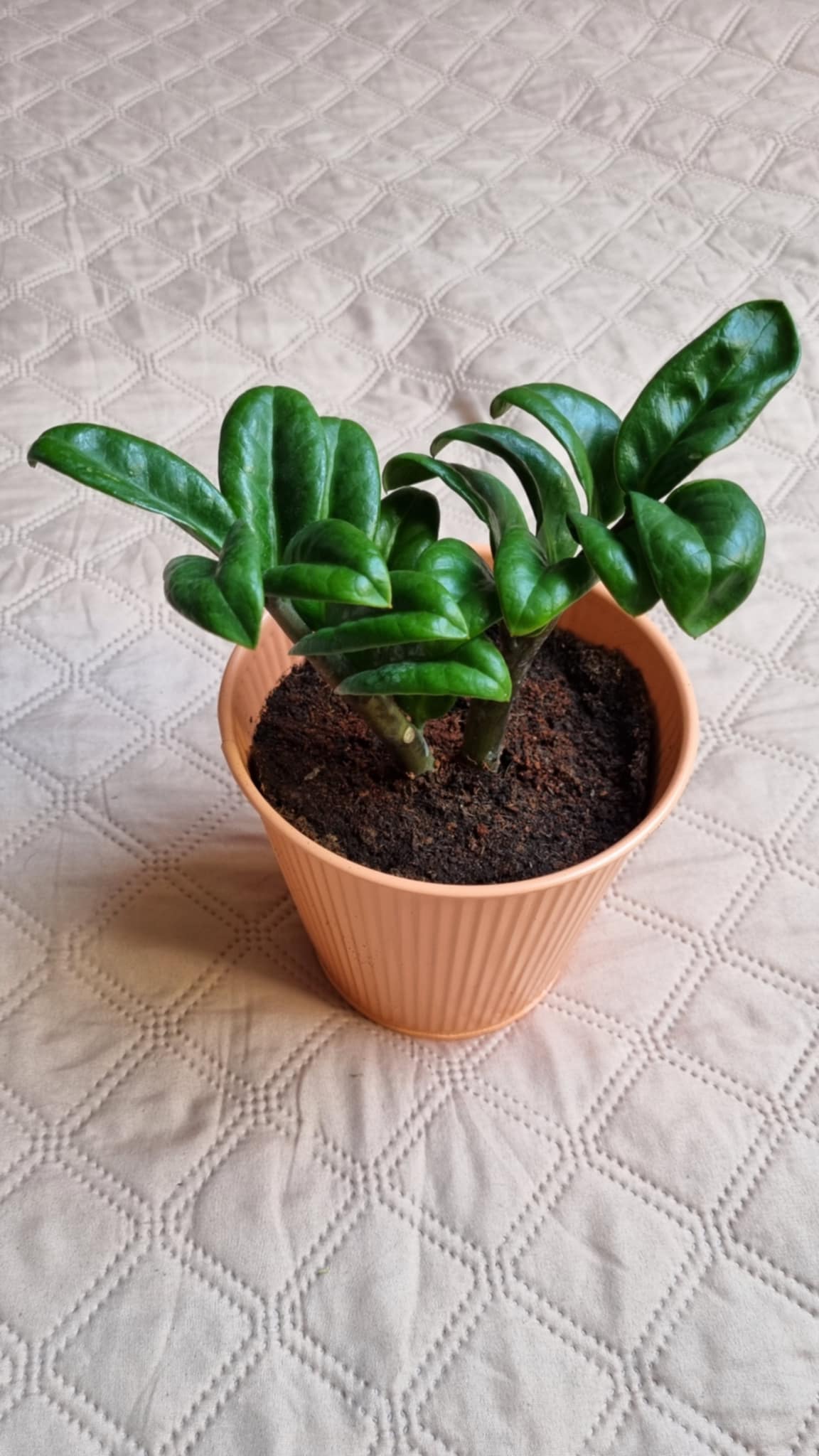 Zamioculcas zamiifolia Image 2